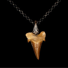 NATURAL SHARK TOOTH SILVER